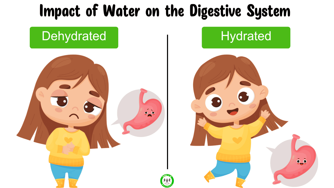 Impact of Water on the Digestive System